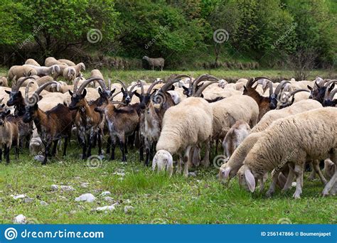Herd Of Sheep Goats And Donkeys In The Meadows Stock Photo Image Of