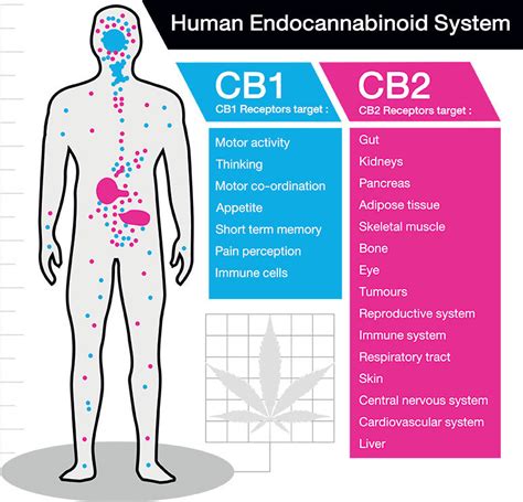 What Is The Endocannabinoid System And What Does It Do Livwell