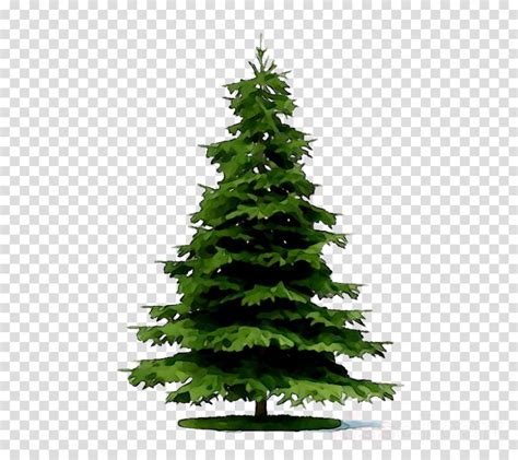 Download High Quality Tree Transparent Pine Transparent Png Images