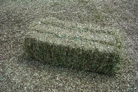 Perennial flowers are often used for decor, although many common vegetables and herbs fall under the category. Rainey Ranch Alpacas: Perennial Peanut Hay For Sale