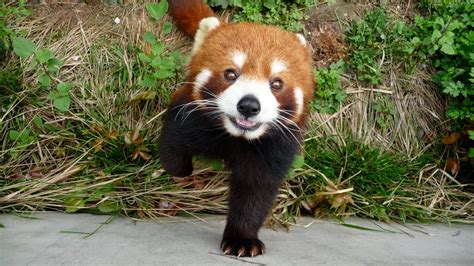 40 Adorable Red Panda Pictures 40 Pics Amazing Creatures