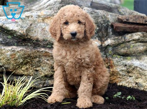 Find a poodle puppy from reputable breeders near you and nationwide. Chicky | Poodle - Standard Puppy For Sale | Keystone Puppies