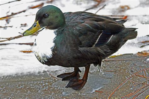 Mallard Black Duck Hybrid By Bill Mccormack Photo 26727179 500px