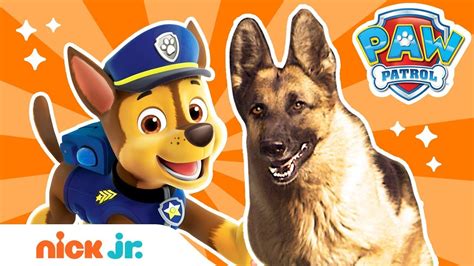How To Be A Police Pup 🚨 W Paw Patrols Chase And Real Dogs Paw