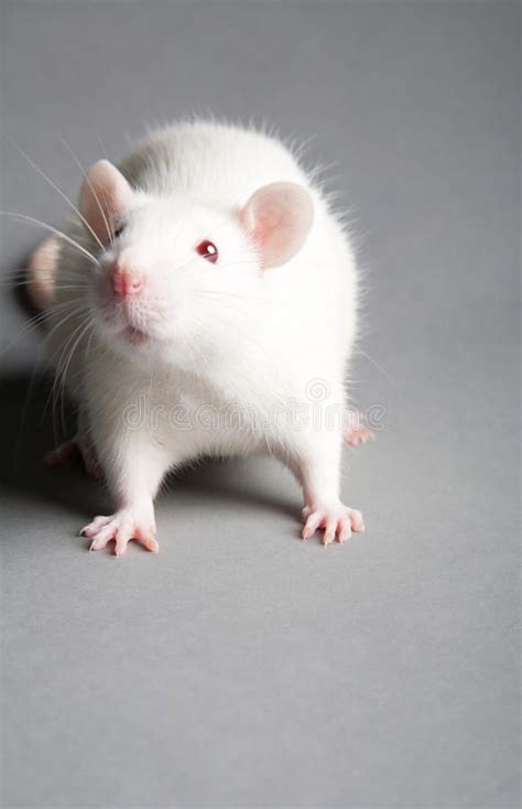 White Rat White Laboratory Rat On Grey Background Sponsored Rat
