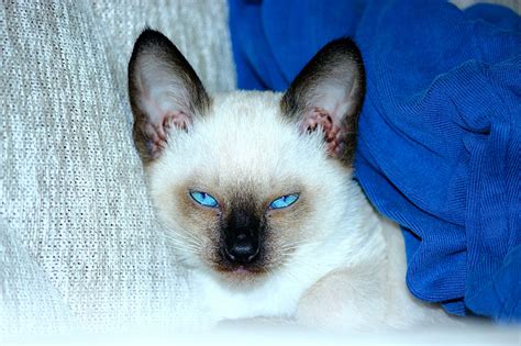 Free Photo Siamese Cats Blue Eyed Scowl Long Eared Hippopx