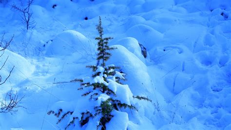 Download Wallpaper 1920x1080 Snow Spruce Prickles Drifts Winter