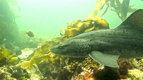 A Spotted Gully Shark Swimming Through The Kelp Forest Stock Video