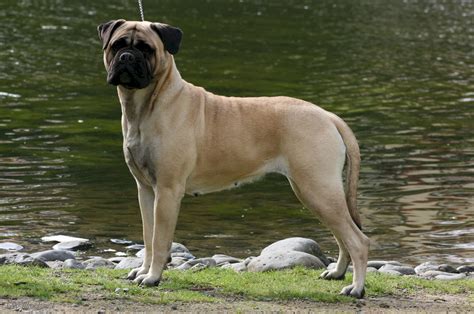 Bullmastiff Dog Dogs Wallpapers Hd Desktop And Mobile