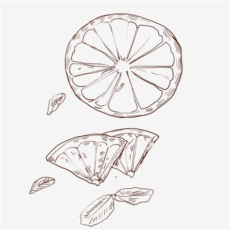 A Drawing Of A Slice Of Lemon With Leaves