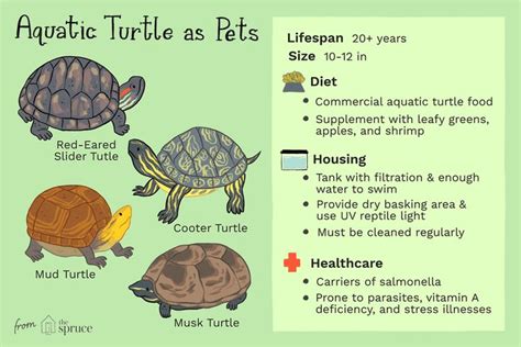 All About Keeping Pet Aquatic Turtles Turtle Aquatic Turtles Pet