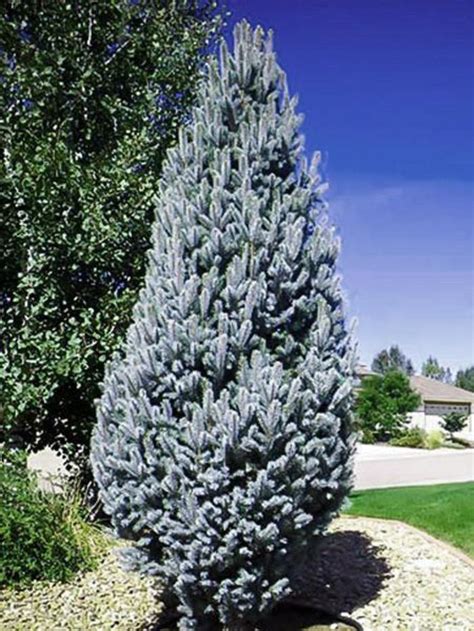 Picea Pungens Iseli Fastigiate Columnar Colorado Blue