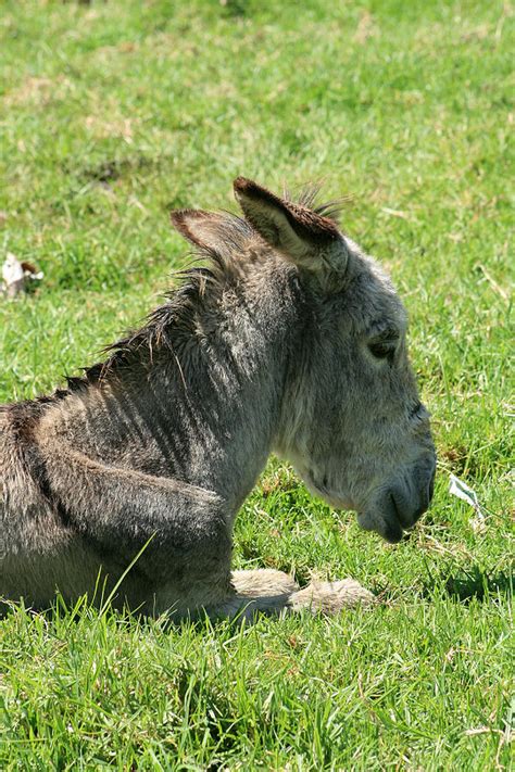 Front Of A Donkey Laying Down Photograph By Robert Hamm Fine Art America