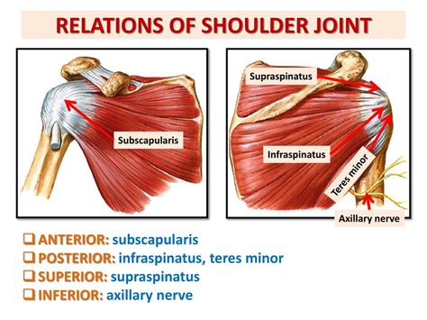 Anatomy Of The Shoulder Tendons