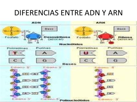¿en qué se diferencian el adn y arn? En Que Se Diferencia El Arn Del Adn - Esta Diferencia