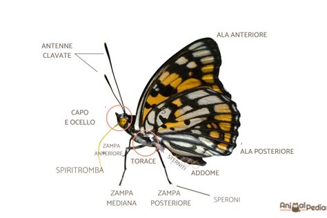 Le Parti Del Corpo Della Farfalla Descrizione Con IMMAGINI