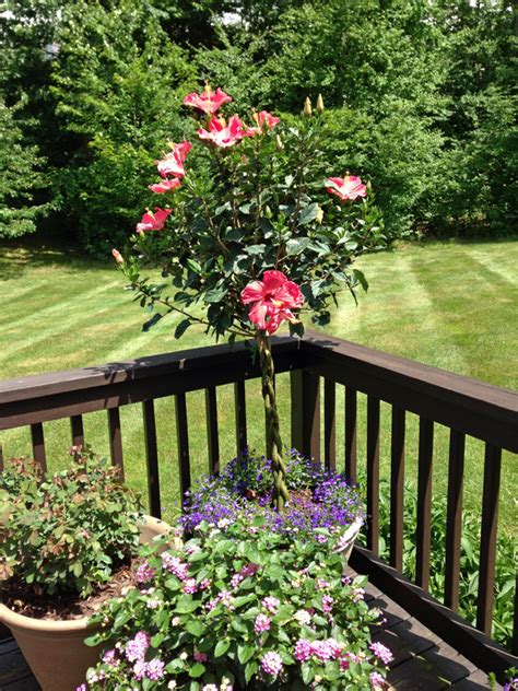 Hibiscus tree care during winter. Notes from Norma: June 2013