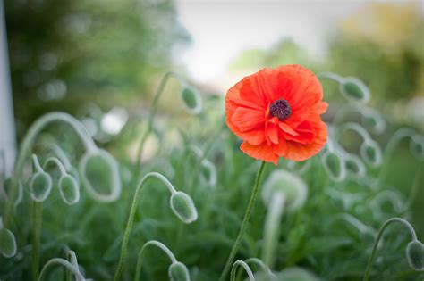 Poppy Desktop Wallpaper Wallpapersafari