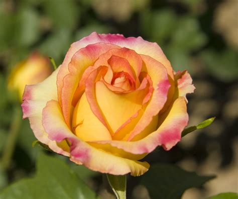 Gelbe Rosen Die 10 Schönsten Sorten Plantura