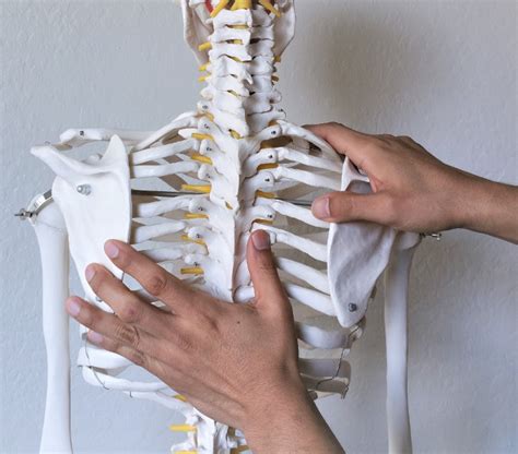 Thoracic Spine And Ribs Webinar Morales Method® Of Manual Therapy