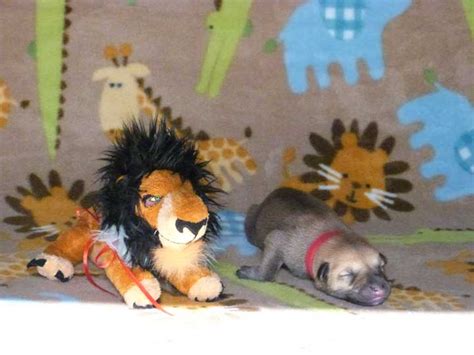 Chinook Puppies Lion King Litter Birth