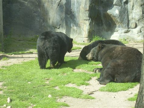 N A Black Bear Buttonwood Zoo May07 Zoochat