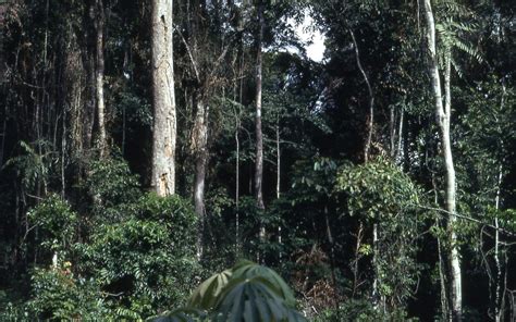 Tropical Rainforest Near Konimbo Liberia West Africa 19 Flickr
