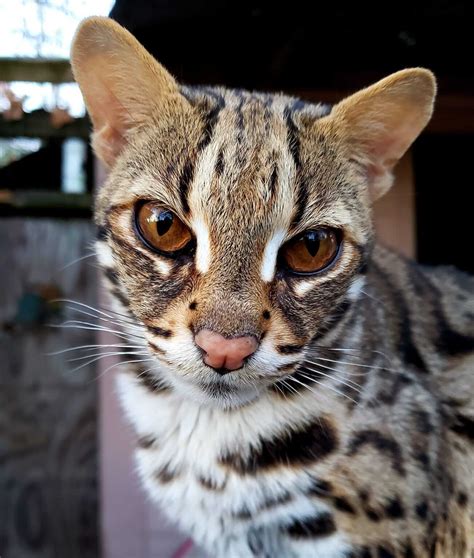 The Origin Of Domestic Bengal Cat Asian Leopard Cat Asian Leopard