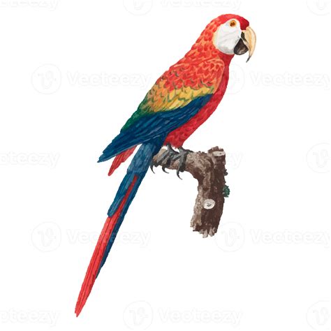 Free Exotic Bird Illustration 12661563 Png With Transparent Background