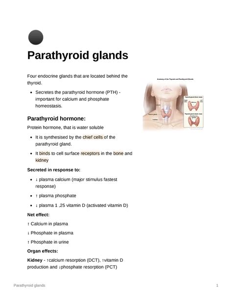 Parathyroid Glands Anatomy And Physiology Med101 Sheffield Studocu