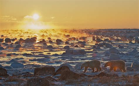 Polar Bears On The Coastline At Sunrise Sean Crane Photography