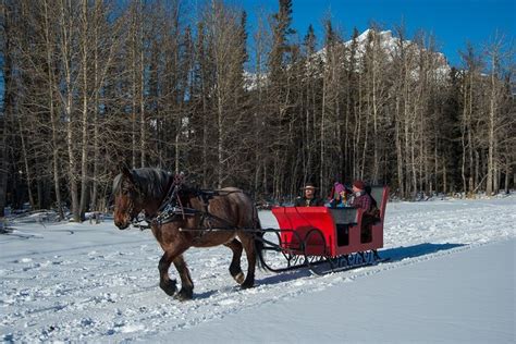 Romantic Horse Drawn Sleigh Ride In Banff National Park