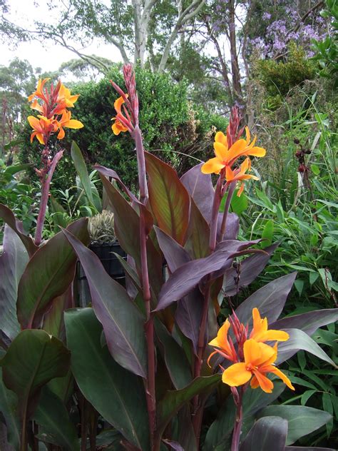 Canna Lily S Maphore A K A Pacific Beauty Lily Garden Canna Lily