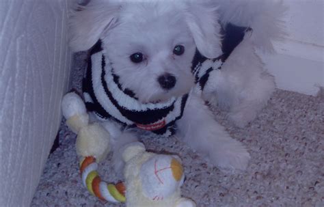 Pin on Only Maltese