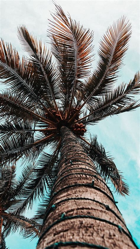 Palm Tree Branches Trunk Tree Hd Phone Wallpaper Pxfuel