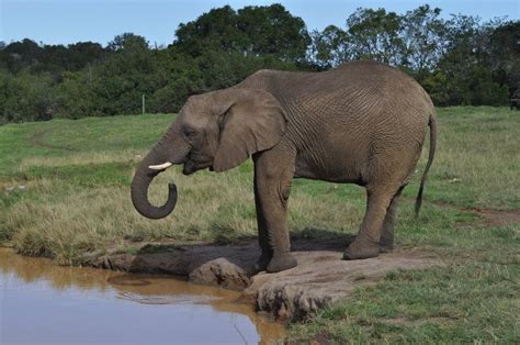 African Elephants Are The Largest Land Animals On Earth ~ Entertainment