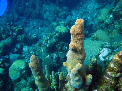 Pillar Coral A Pillar Coral Colony Brian Gortney Flickr