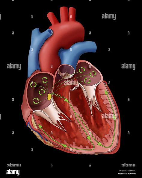 Heart Electrical System Hi Res Stock Photography And Images Alamy