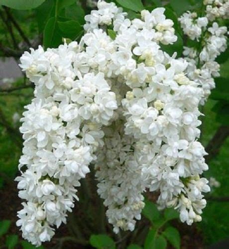 White Lilac Seeds Tree Fragrant Perennial Flower Flowers Seed 25 Seeds