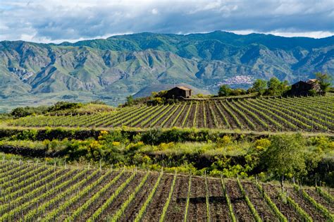 Sicily Wine Region, Italy | Winetourism