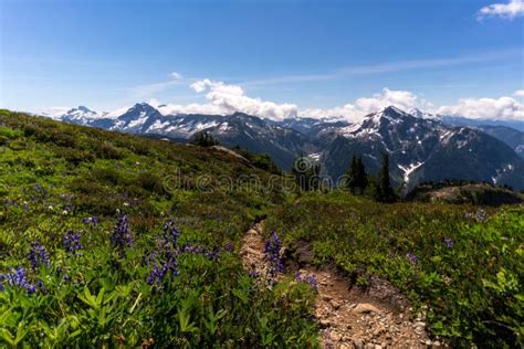 Wildflowers At North Cascades National Park In The Summer Stock Image