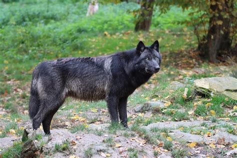 Grey And White Wolf Selective Focus Photography · Free Stock Photo