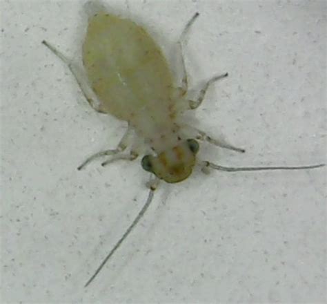 Who Is This Bug In My House Its A Tiny Bug 1mm Long And I Microscoped