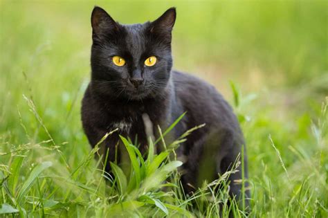 Bombay Cat Information And Cat Breed Facts Pets Feed