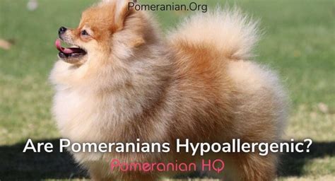 Are Pomeranians Hypoallergenic Dogs The Facts Revealed