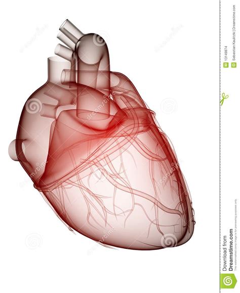 Coeur humain illustration stock. Illustration du cellule - 13149874