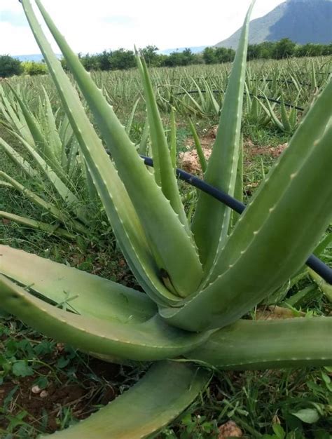 Barbadensis Miller Well Watered Aloe Vera Big Plant Rs 20 No Id