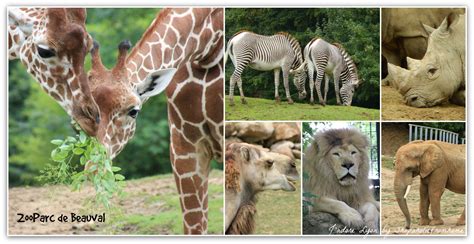 Maybe you would like to learn more about one of these? Why the Beauval Zoo is the Best?