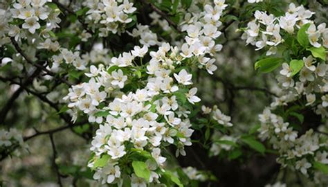 White Flowering Tree Identification Garden Guides