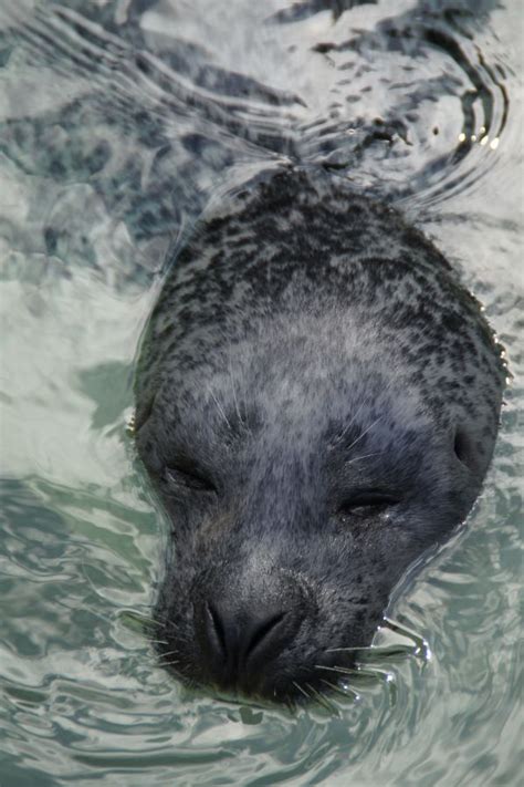 Images Gratuites Mer Eau Animal Faune Zoo Mammifère Coloré